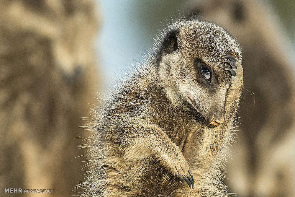 آثار برگزیده مسابقه عکاسی در سفر