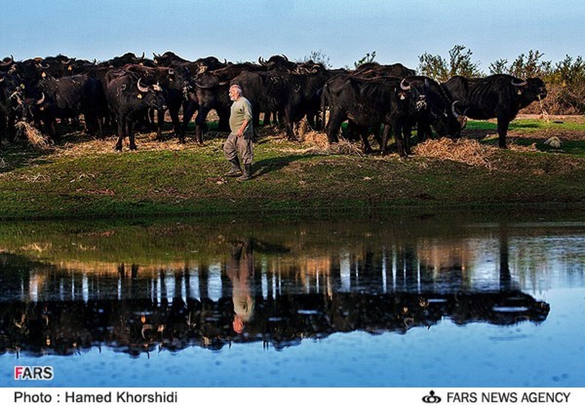 پرورش گاومیش