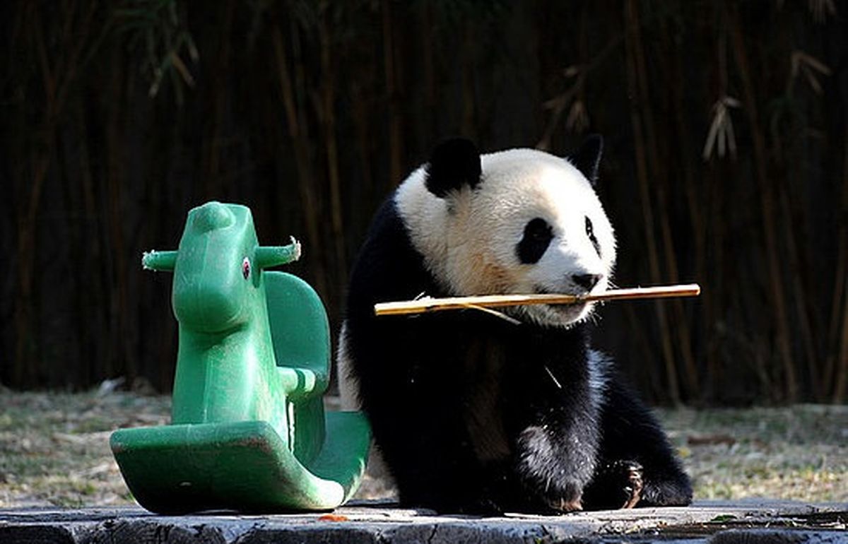 زنگ تفریح در باغ وحش سیچوآن/تصاویر