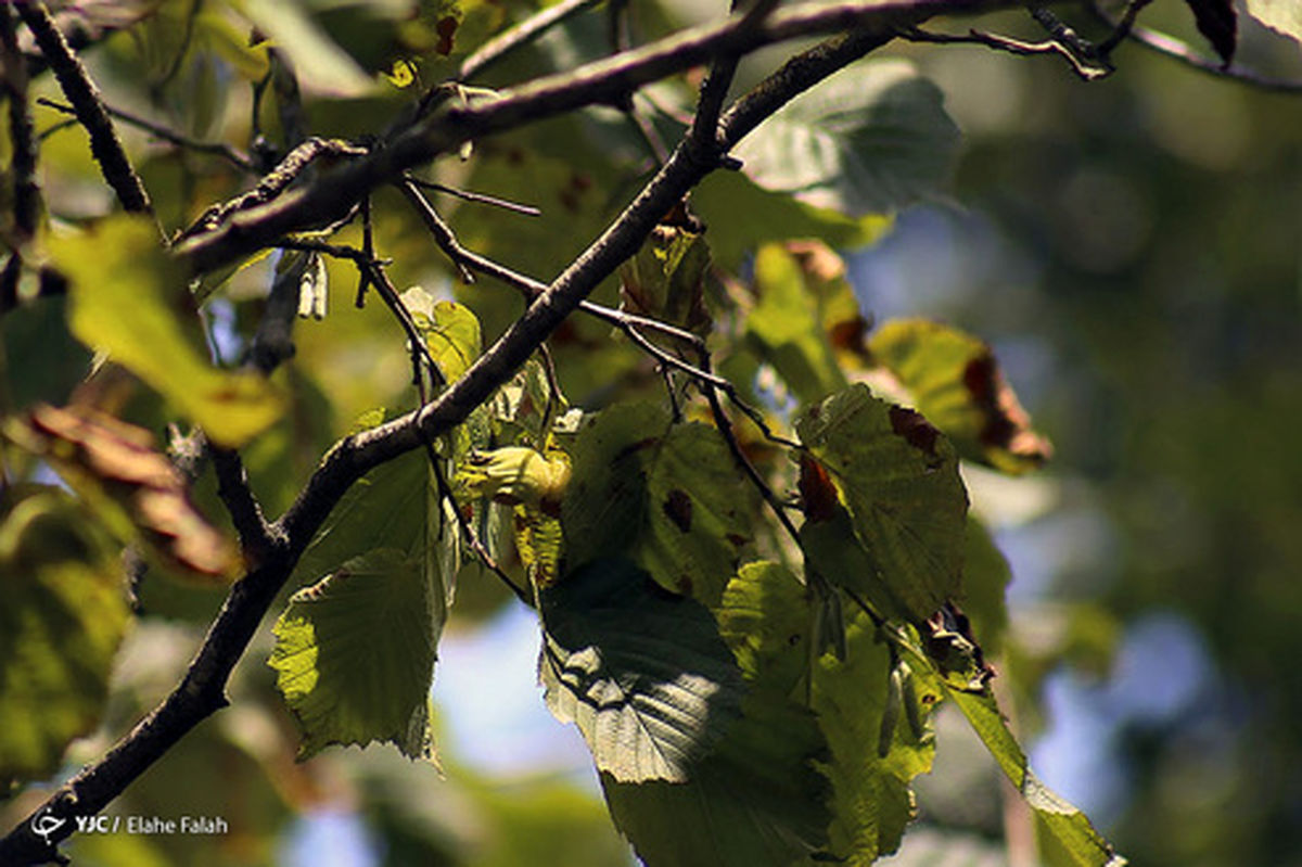 تصاویر: برداشت فندق - رودسر