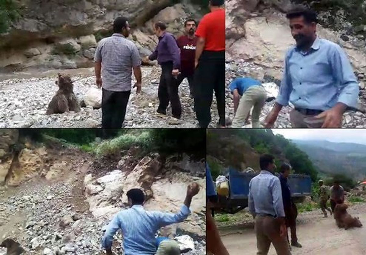 سنگباران بیرحمانه توله خرس در سوادکوه +فیلم