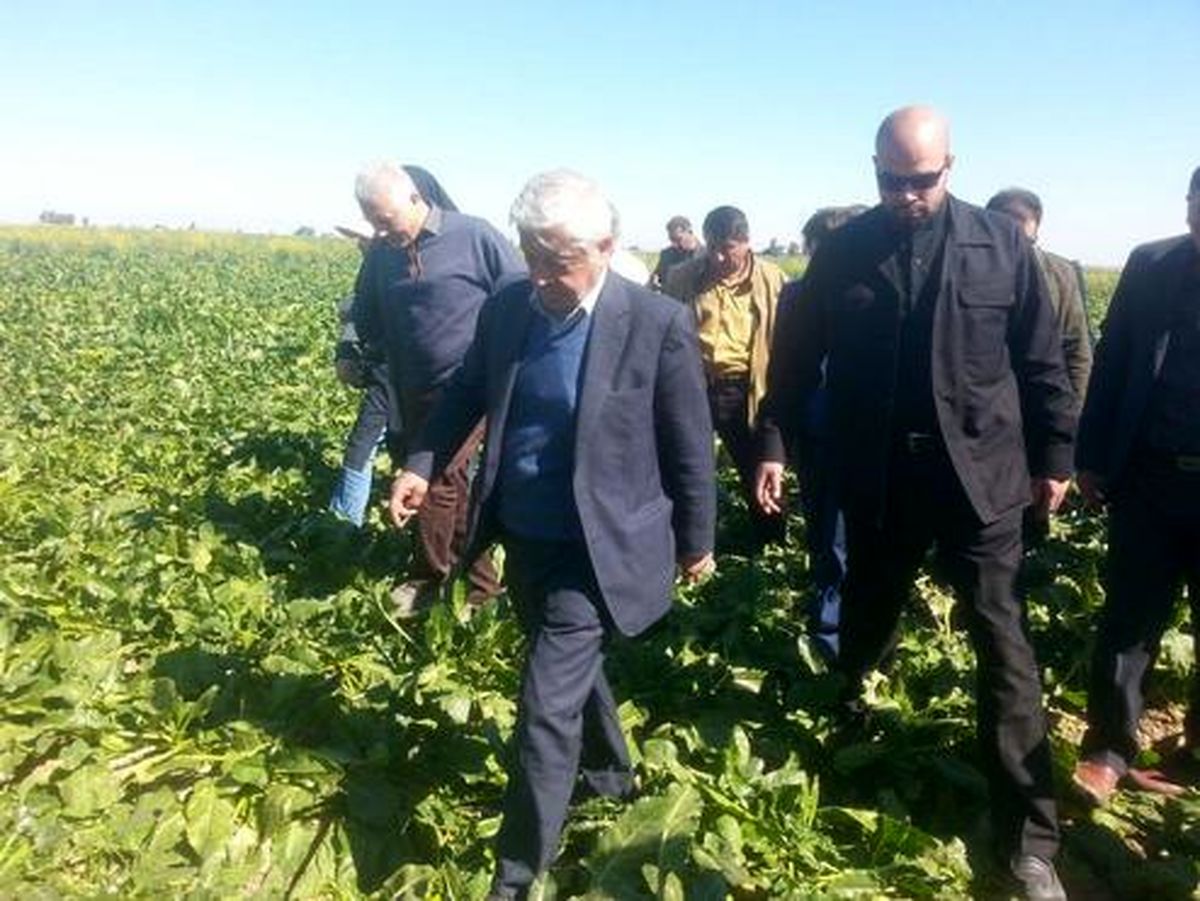 وقتی آقای وزیر روی دسترنج کشاورز ایرانی راه می رود! +عکس