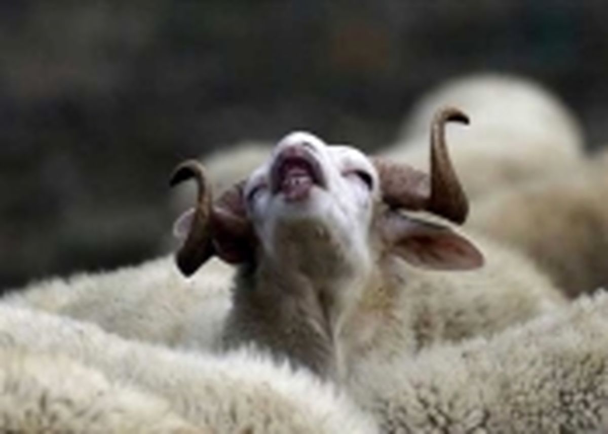 ترکیه و احتمال اعلام حرمت قربانی‌کردن در عید قربان