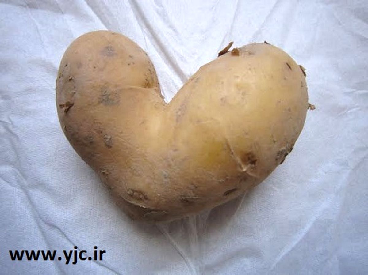 عکس/ سیب زمینی عاشق