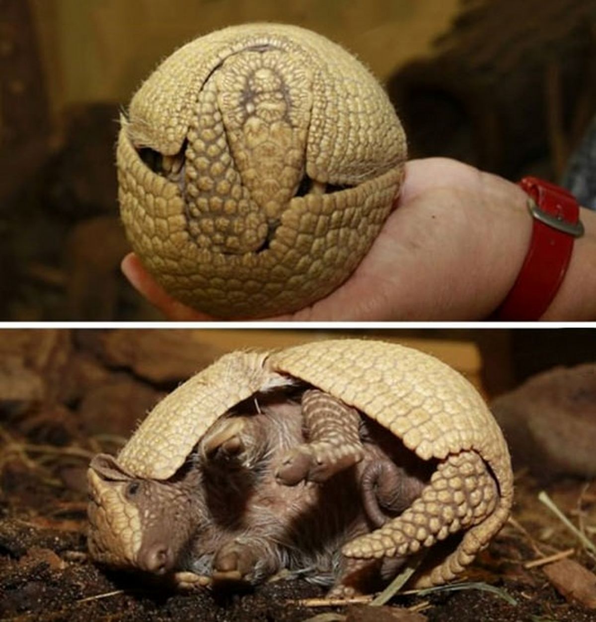 آرمادیلو /عکس