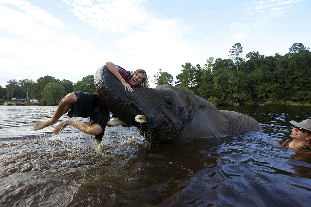 عکس/ شوخی با فیل