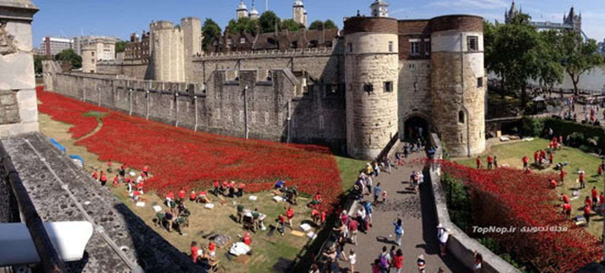 تزیین کاخ ‎سلطنتی با گل‌ های‌ خشخاش!/تصاویر