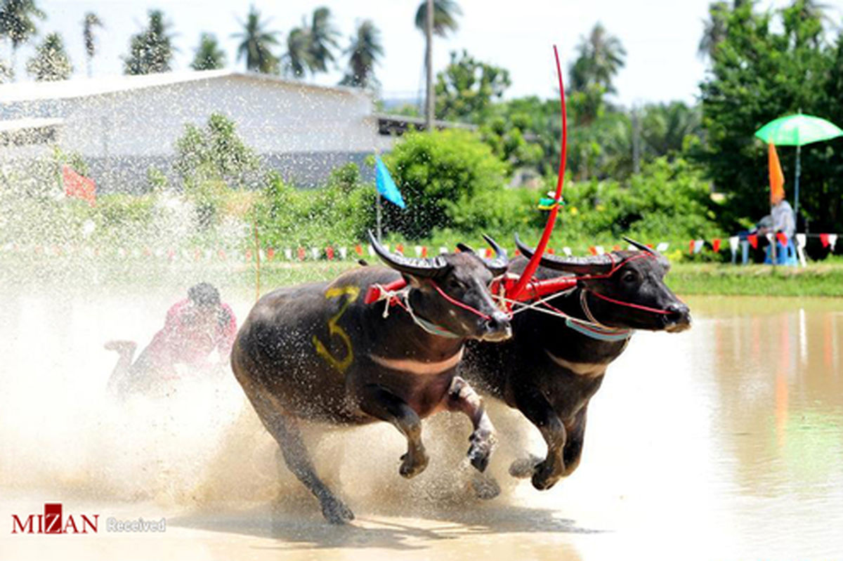 تصاویر :مسابقه مهیج گاومیش‌رانی در تایلند