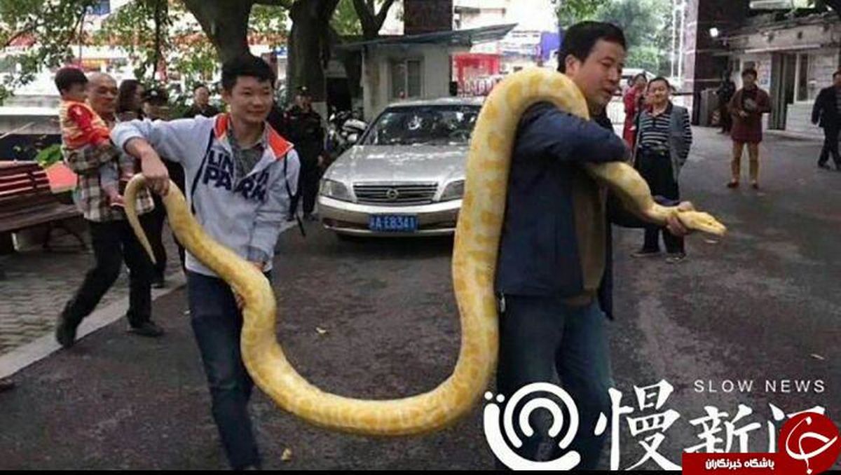 رشد عجیب مار خانگی، مرد چینی را به وحشت انداخت! +عکس