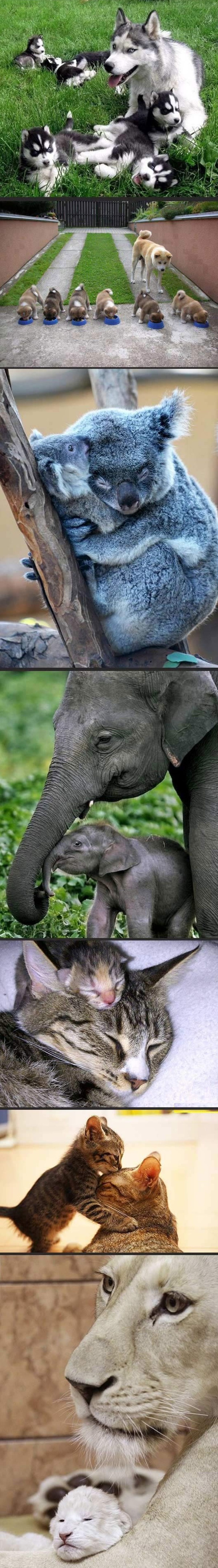 تصاویر/ مادرانه های زیبا