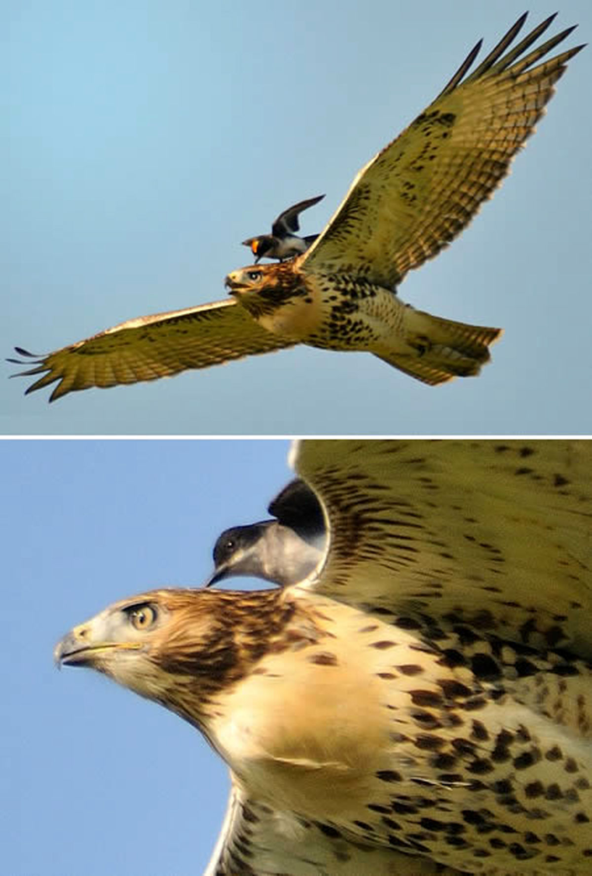 سواری مجانی/عکس