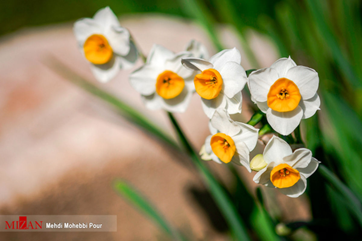 تصاویر: برداشت گل نرگس در مازندران