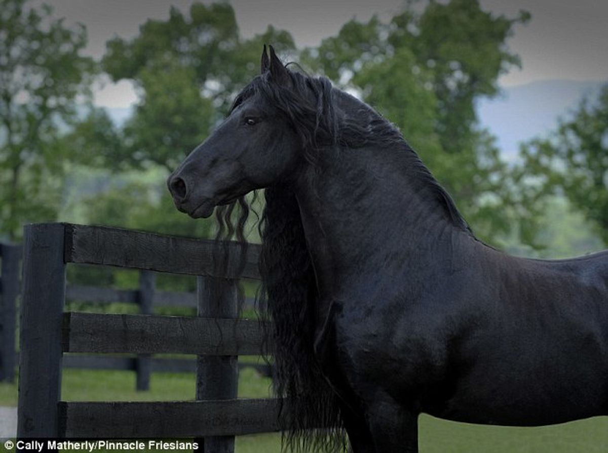 خوش‌تیپ‌ترین اسب جهان +تصاویر