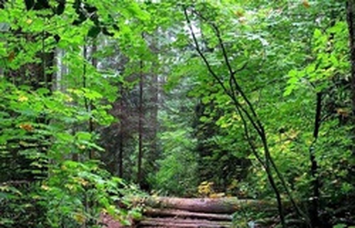 ییلاق جهان نما بهشتی سرسبز در استان گلستان