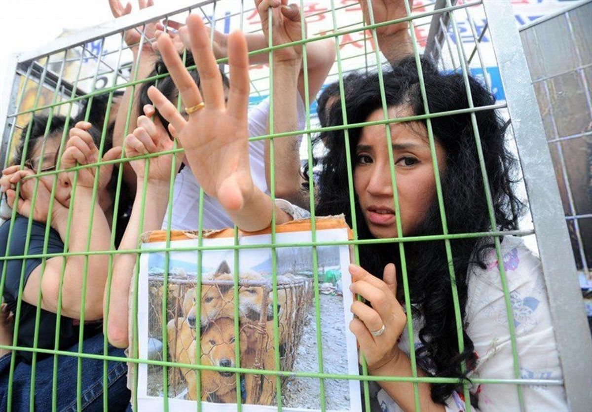 فروش گوشت سگ در کره‌ تعطیل می‌شود +عکس