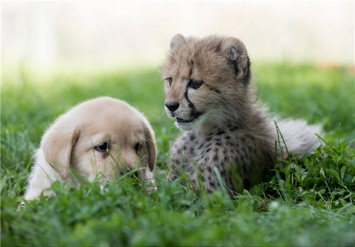 مراقبت سگ از یوزپلنگ بیمار +تصاویر