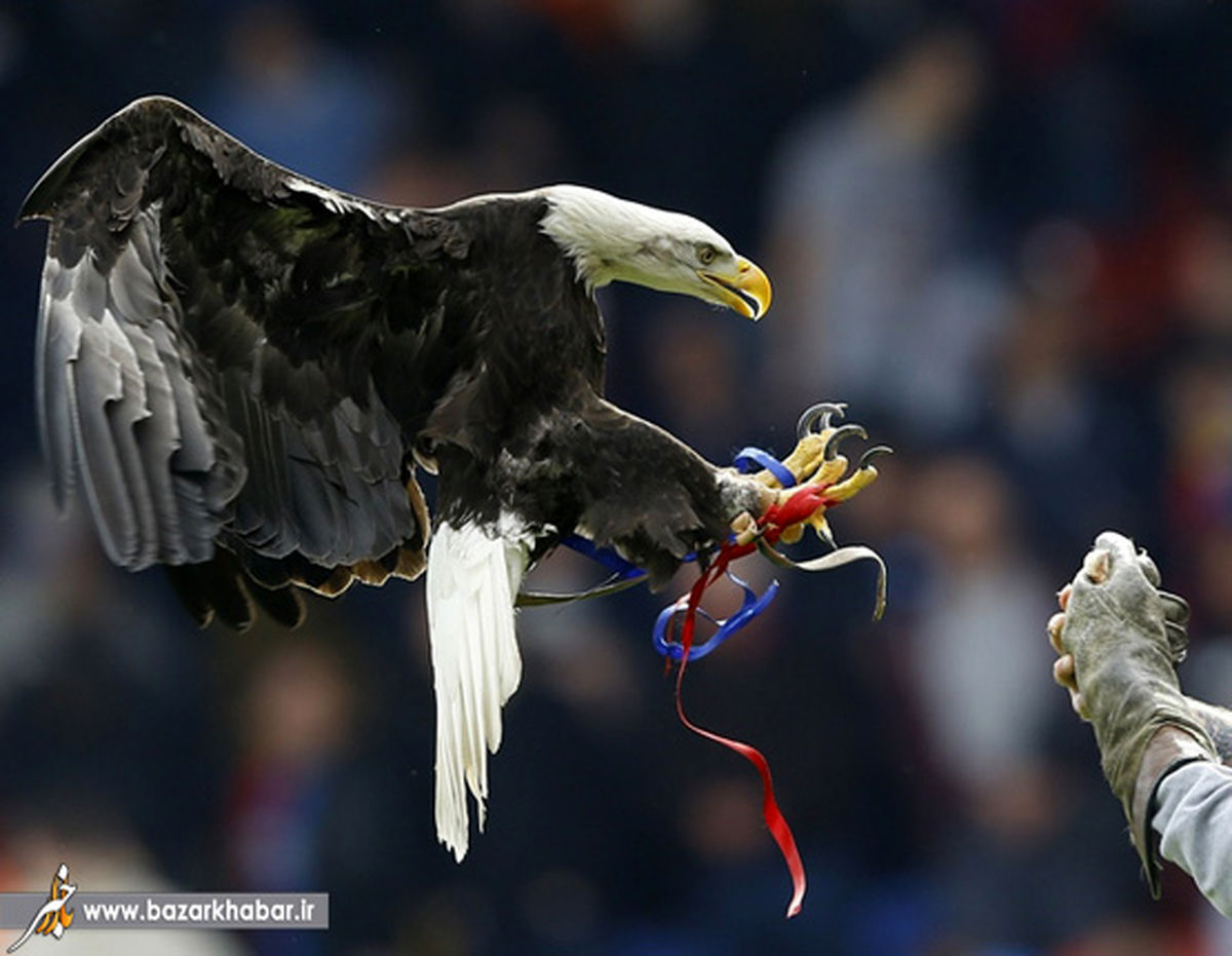 تربیت عقاب شکارچی/عکس