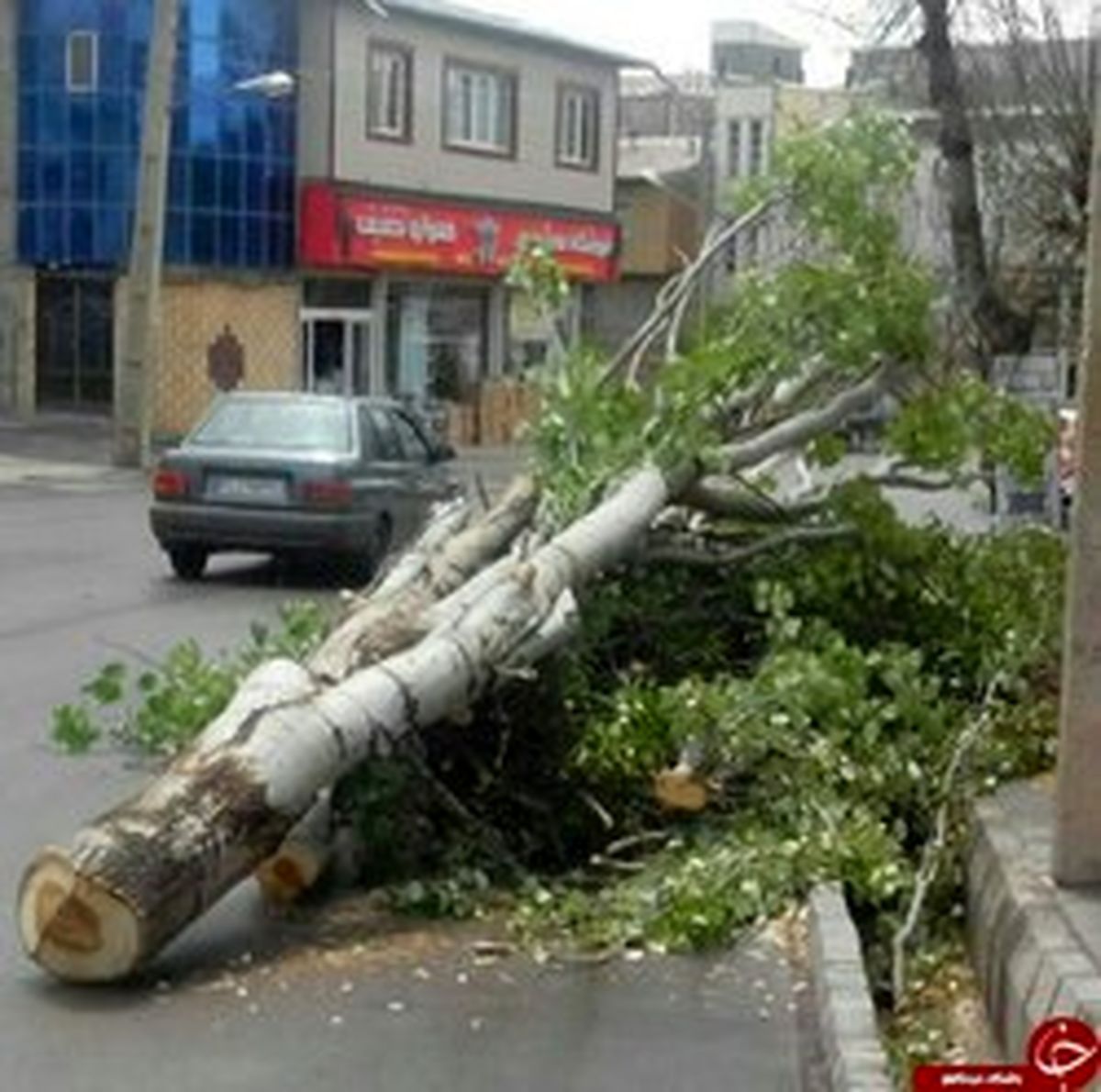 قطع درختان تنومند در خلخال +تصاویر