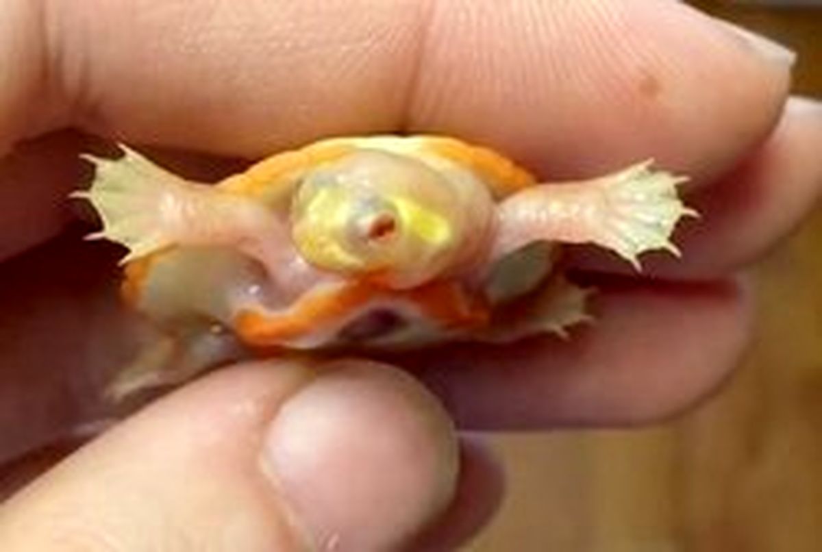 بچه لاک پشتی که قلبش خارج از بدن می‌تپد! +تصاویر