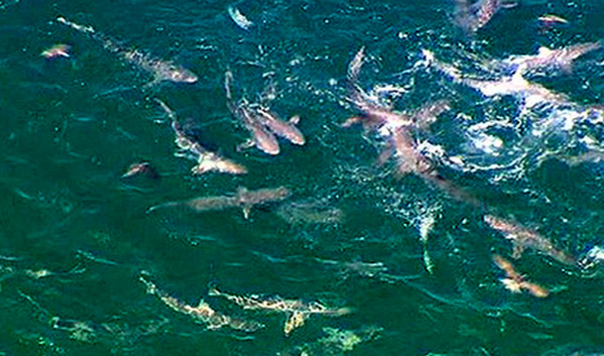 تجمع کوسه هاي وحشي در سواحل فلوريدا