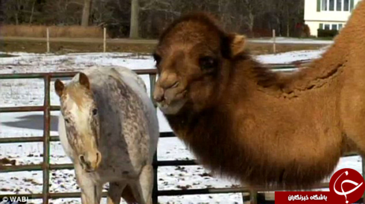 این شتر چشمان یک اسب شد +تصاویر