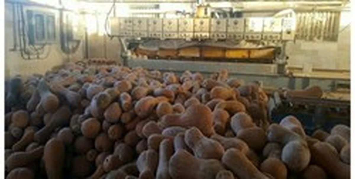 کارخانه‌ای که کدوخانه شد! +تصاویر