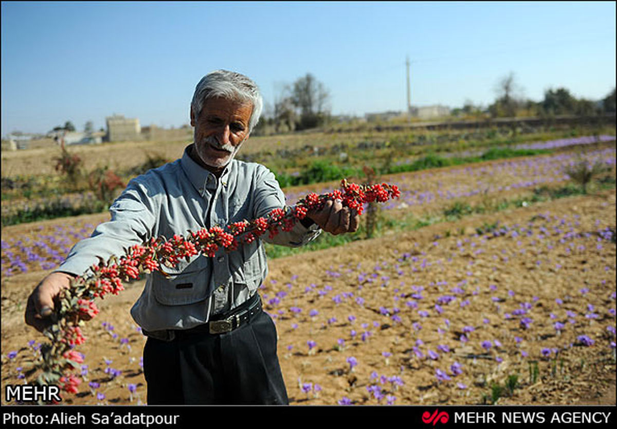 برداشت زرشک