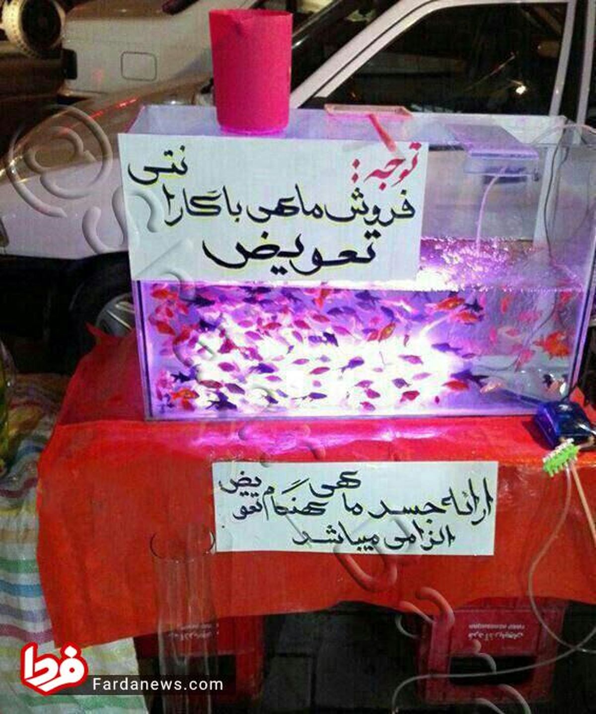 عکس: فروش ماهی قرمز با گارانتی تعویض!