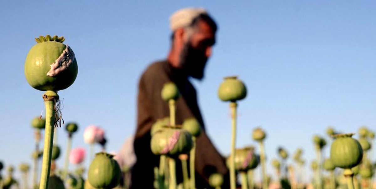  کمک ایران به افغانستان برای جایگزینی کشت مواد مخدر