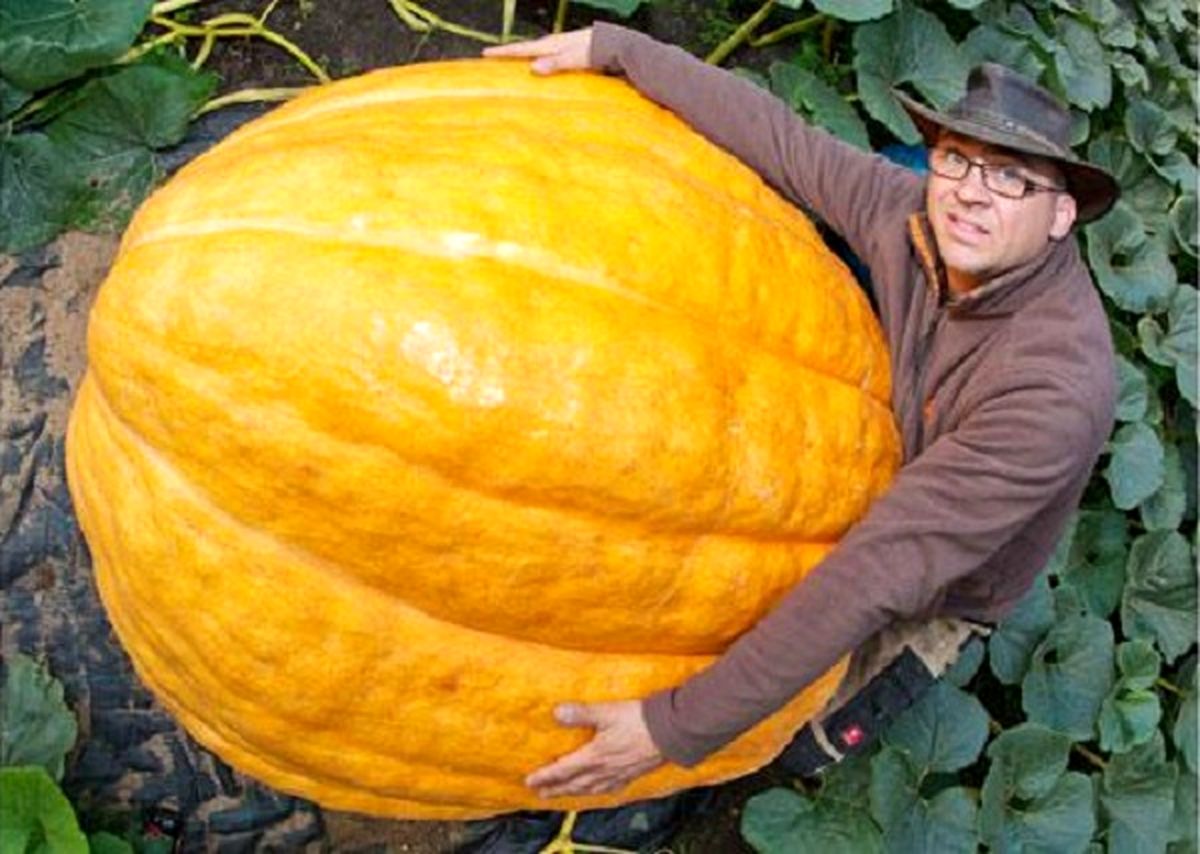 پرورش کدوی 320 کیلویی!!! /عکس