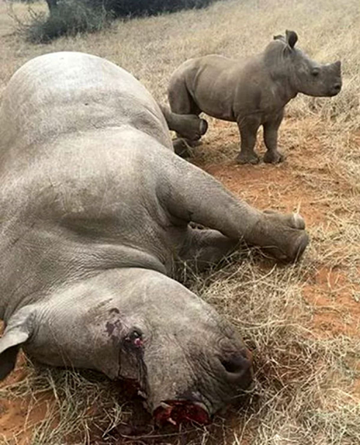 صحنه‌ای دلخراش از حیات وحش +عکس