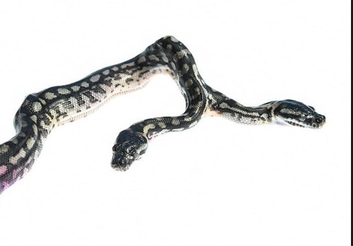 تولد نادر یک مار دو سر در استرالیا + تصاویر