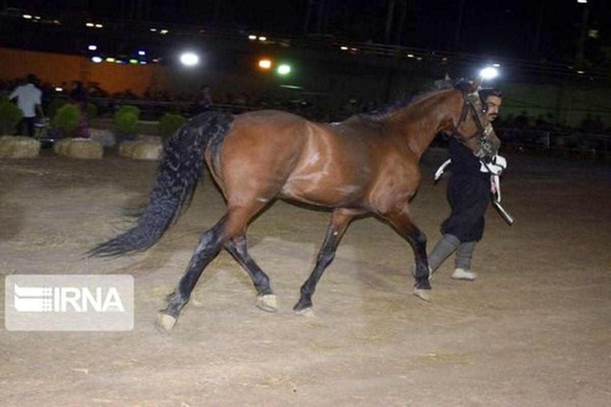 تصاویر: جشنواره اسب اصیل کردی