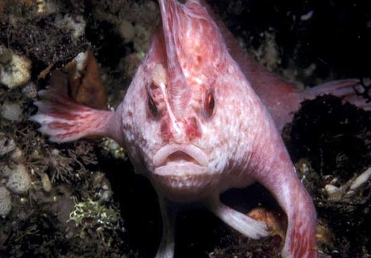 ماهی‌هایی که راه‌ می‌روند /عکس