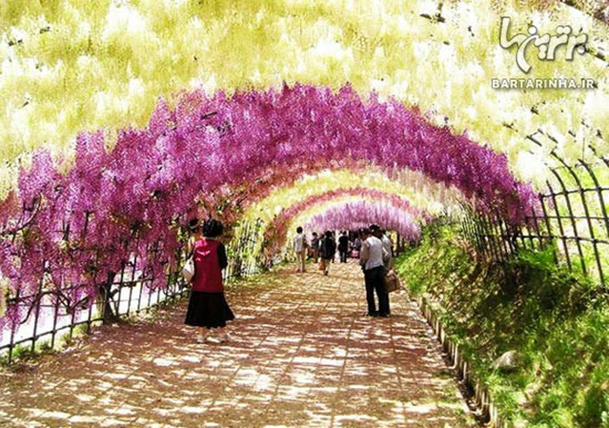 پارکي رویایی در ژاپن/تصاویر