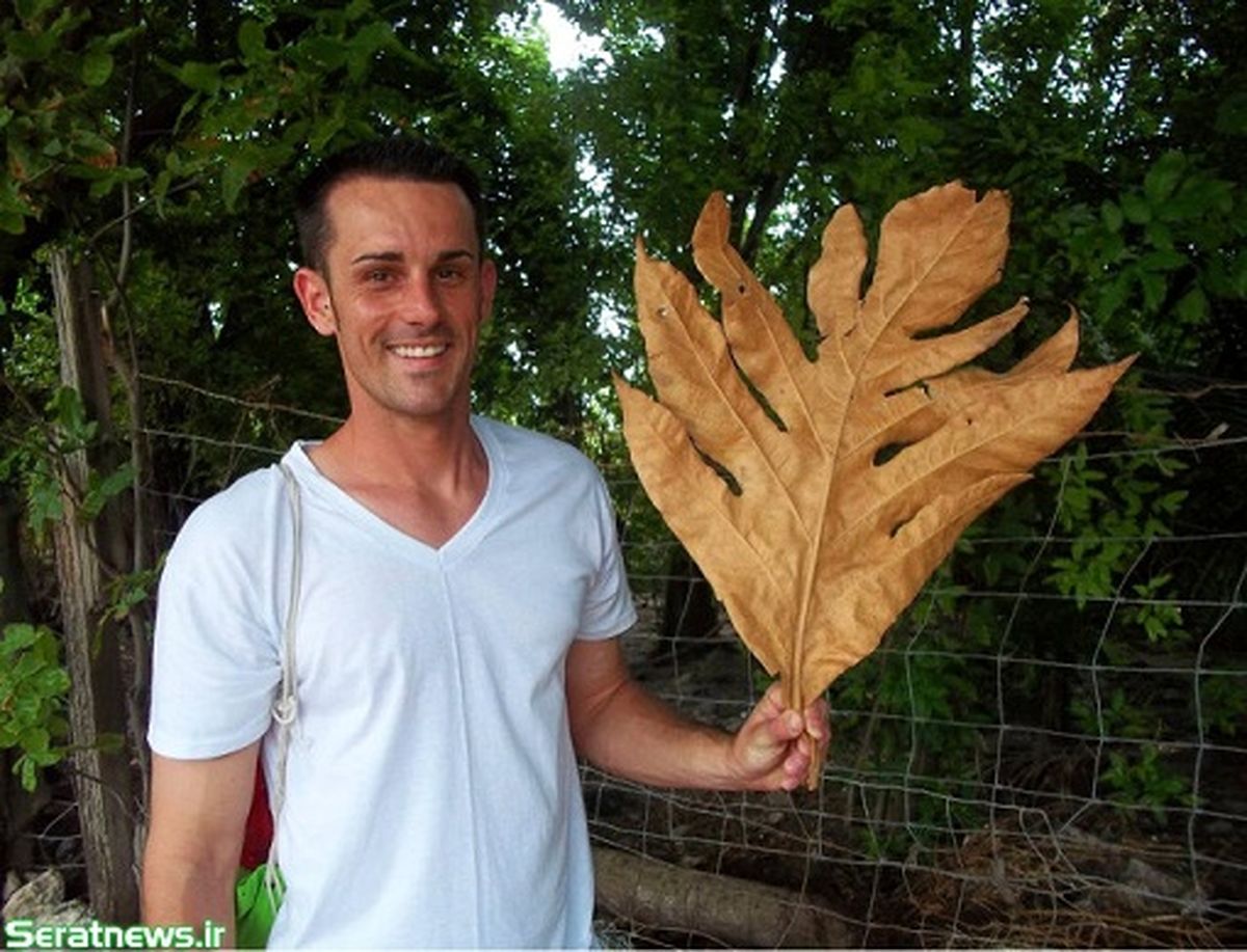 عکس / برگ غول پیکر