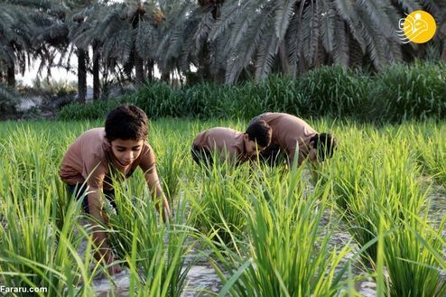 تصاویر: گران قیمت‌ترین برنج جهان کجا کشت می‌شود؟