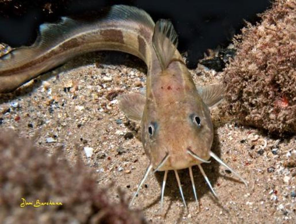 «ماهی نصرالله» دردسر تازه صهیونیست‌ها +عکس