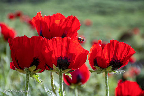 تصاویر: ایرانِ ما؛ دشت لار