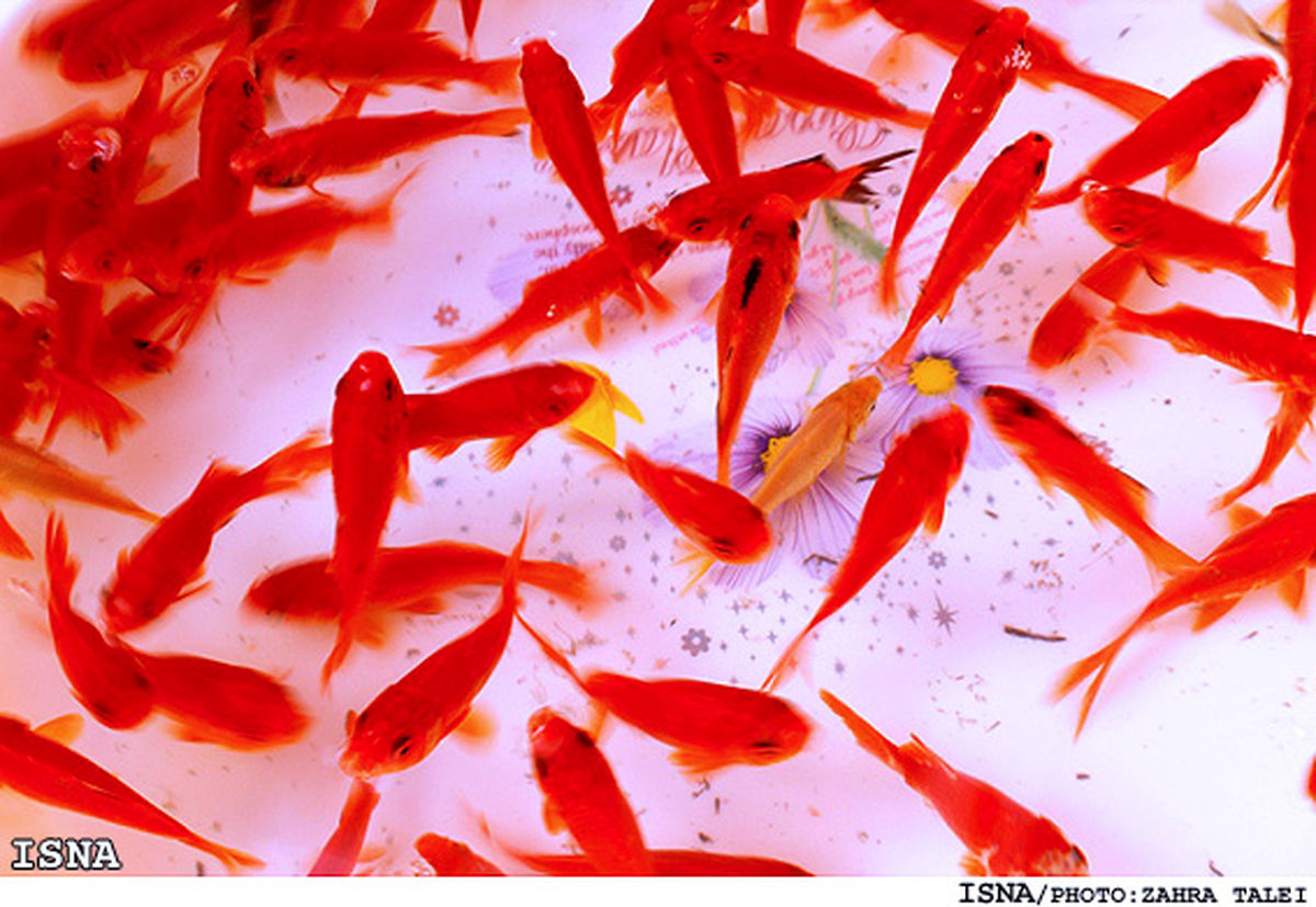 عکس/ ماهی قرمز