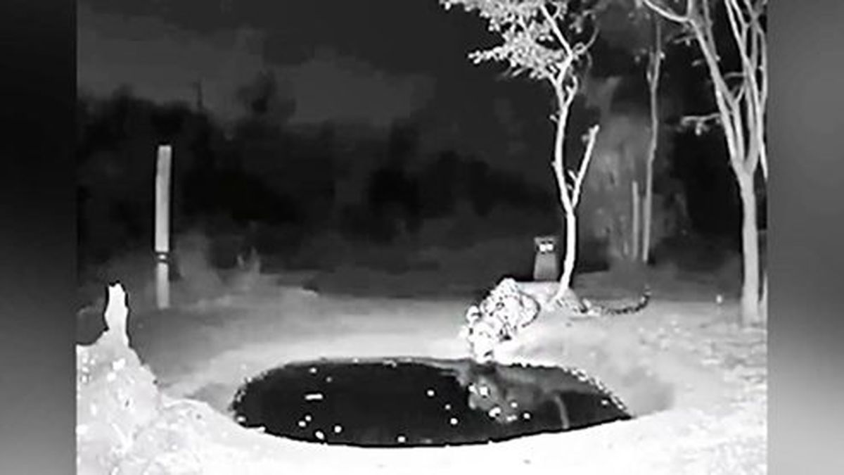 لحظه خنده دار زهرهترک شدن ببر +فیلم