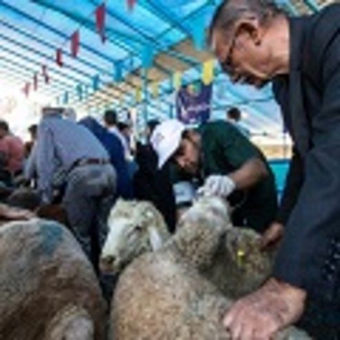 احتمال شیوع بیماری از طریق ذبح دام در منازل