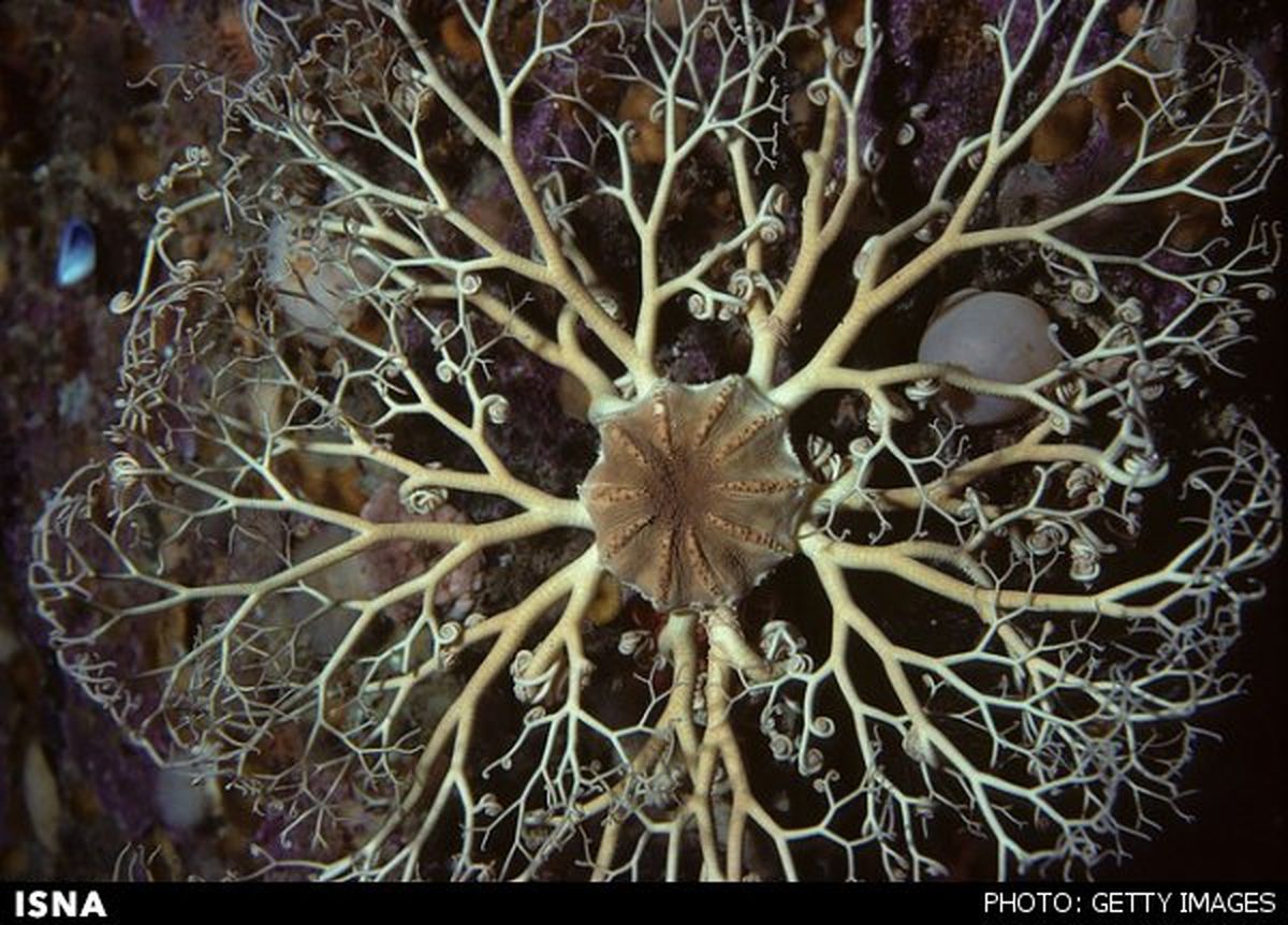 موجود دریایی مرموز 100 پا!/عکس