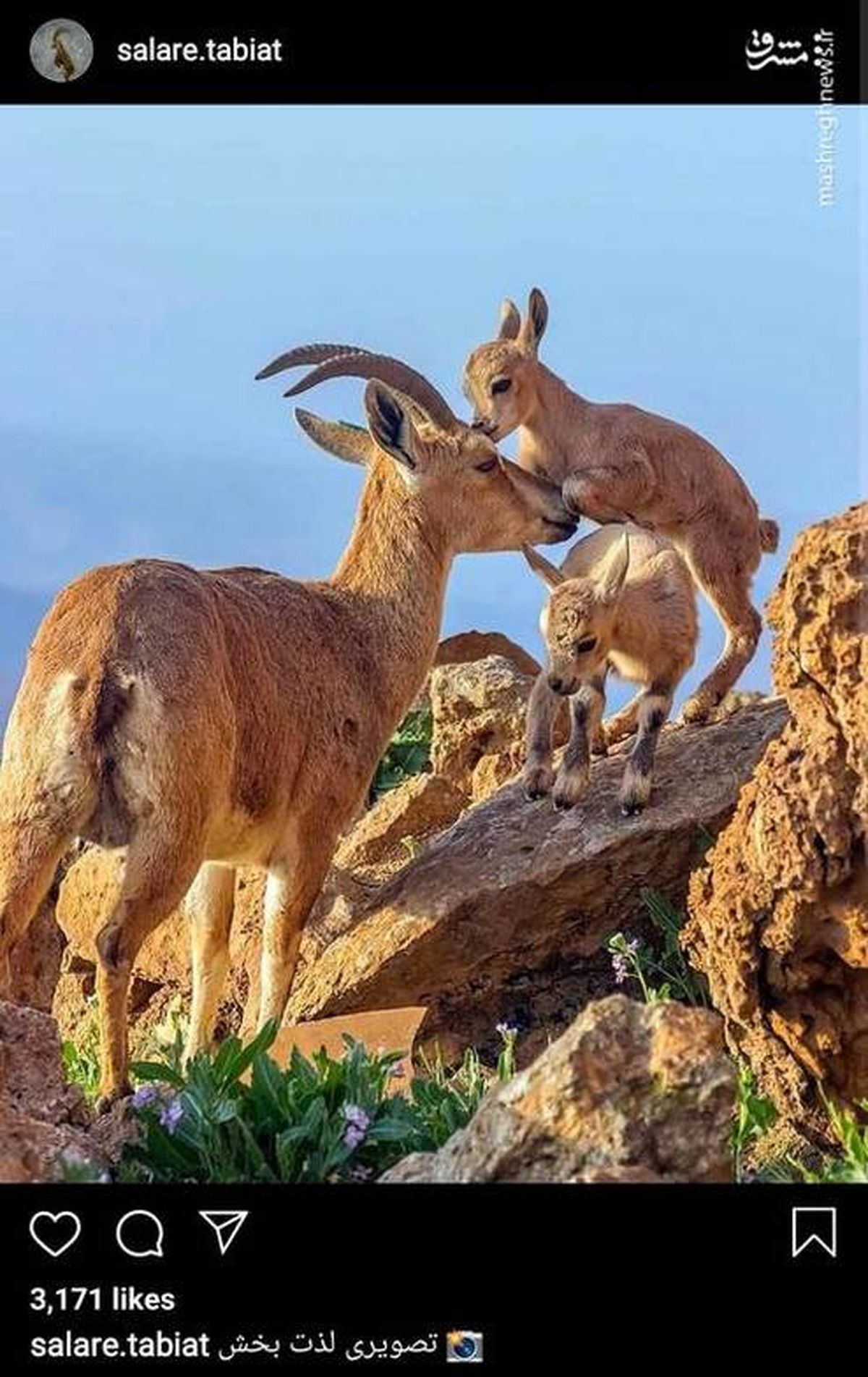 عکس: بوسه فرزند بر پیشانی مادر