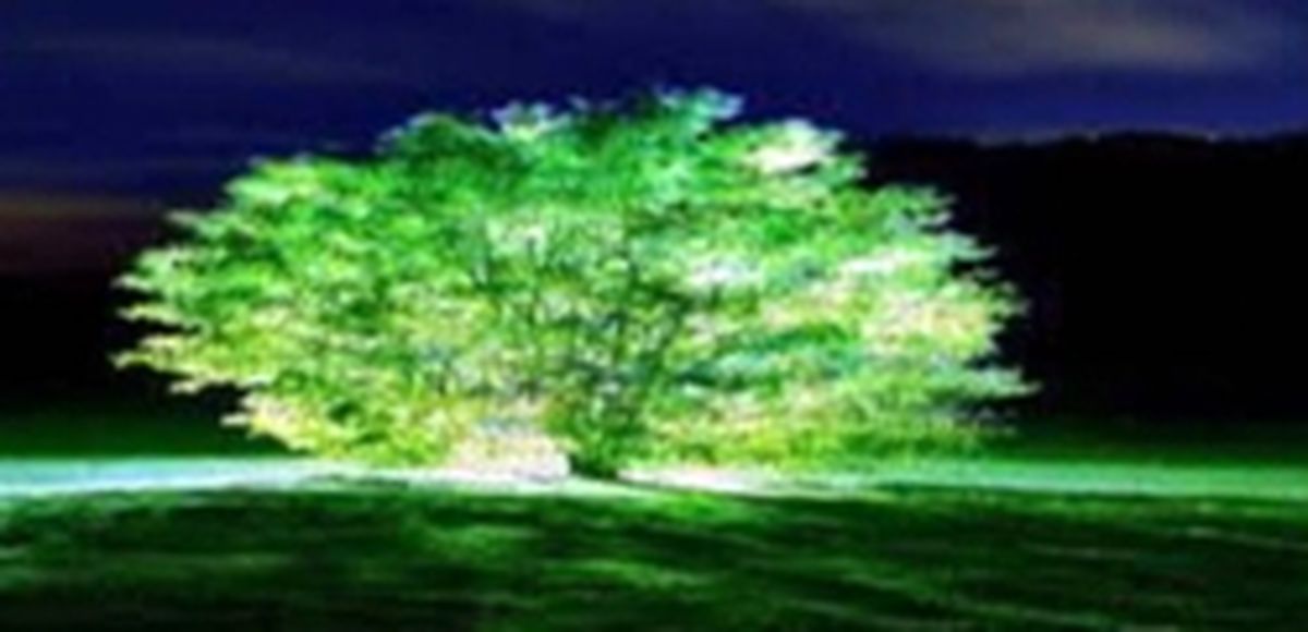 درختانی که شبتاب هستند +عکس