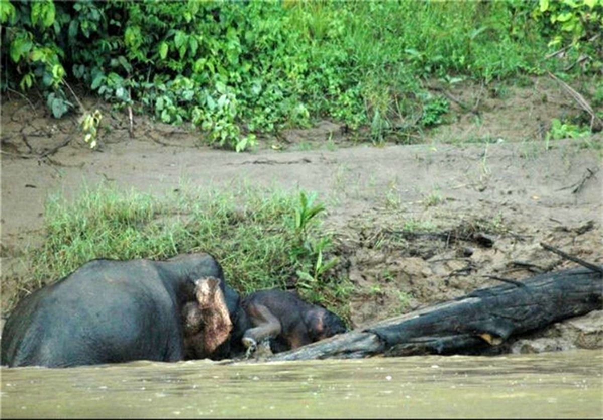 نجات بچه فیل توسط مادرش/تصاویر