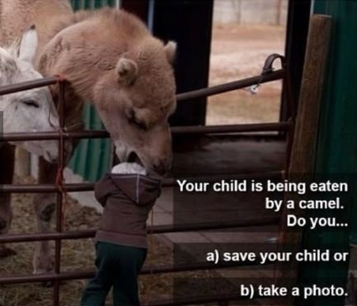 وقتي شتر سر کودک را خورد!/ تصویر