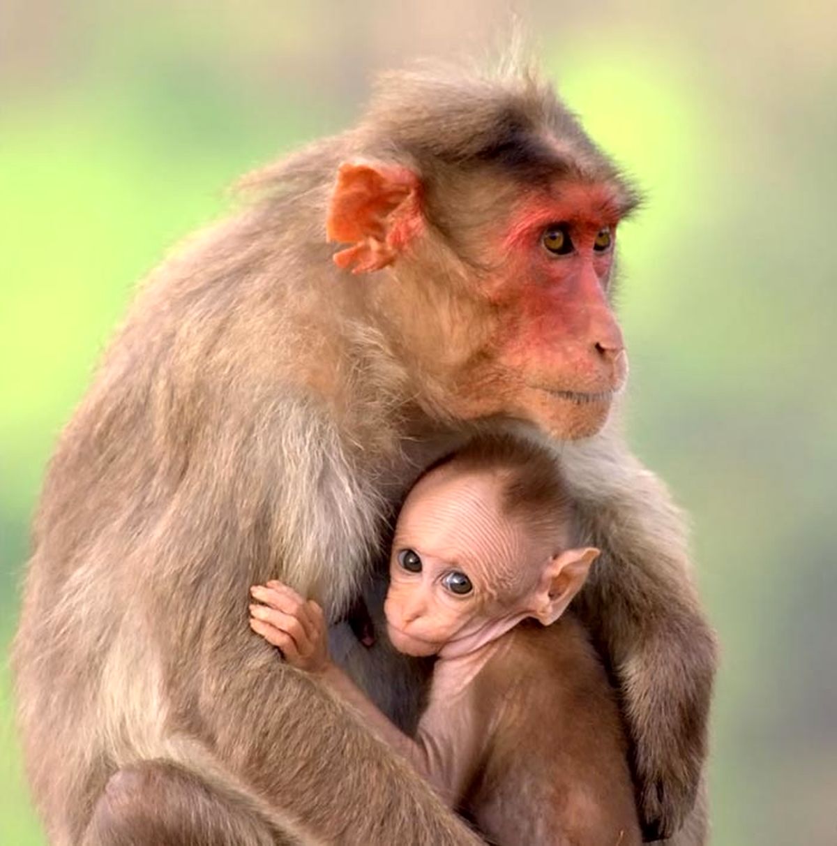 عکس/عشق‌ورزیدن به‌خانواده‌ دردنیای‌حیوانات!