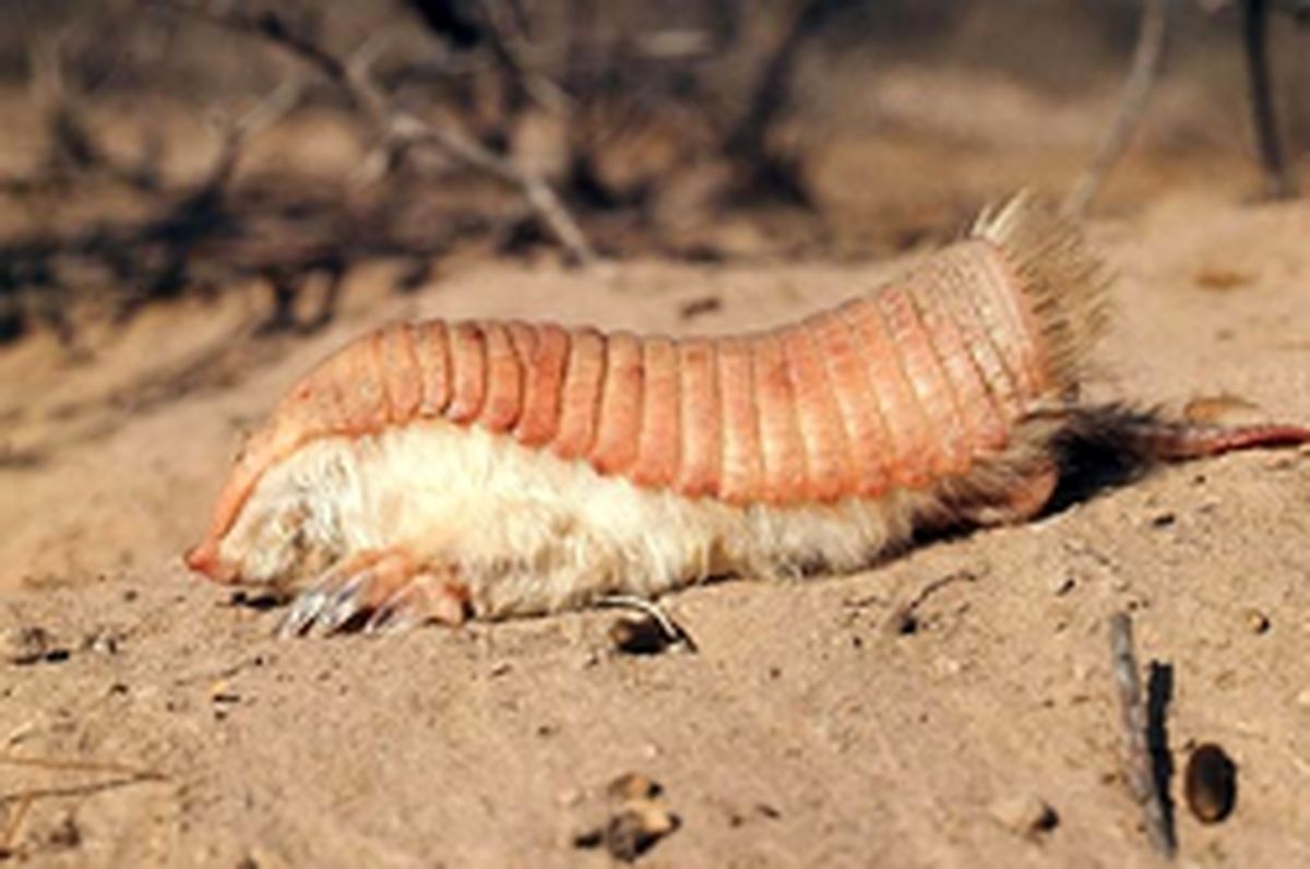 کوچکترین گورکن دنیا و یک حفار باور نکردنی +عکس