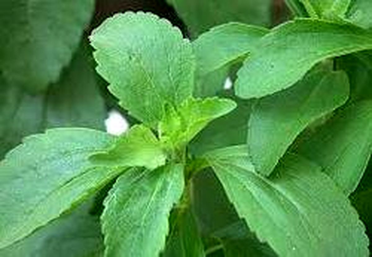 جانشینی مناسب برای قند و شکر